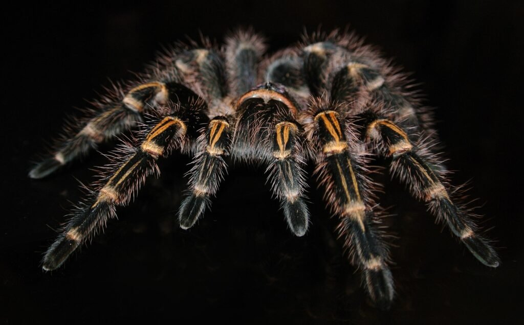 grammostola pulchripes