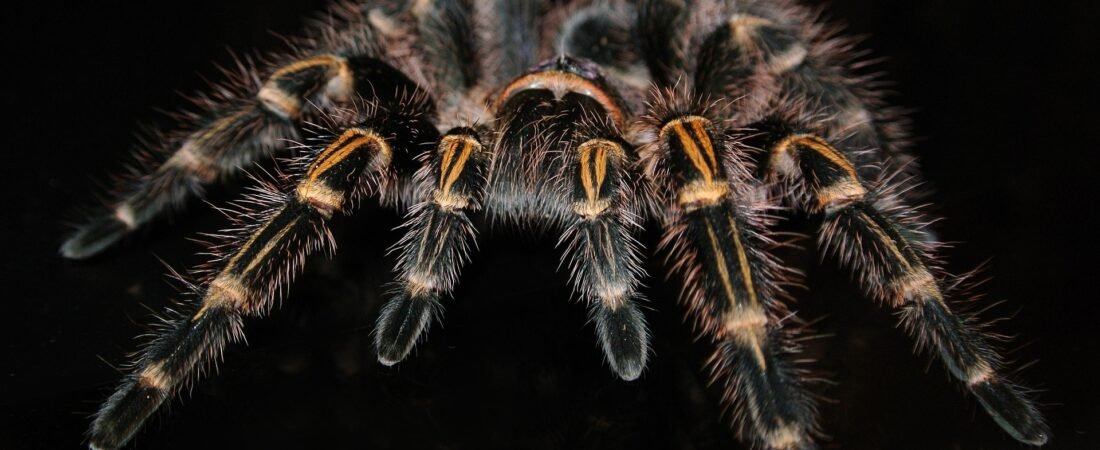 Grammostola Pulchripes Sling Care Guide: Everything Beginners Need to Know